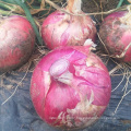 2019 fresh stock mid-maturing high yield hybrid f1 red onion vegetable seeds